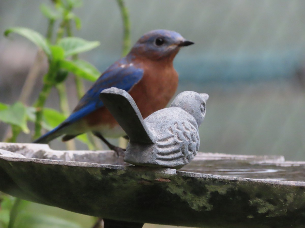 Eastern Bluebird - ML641945165