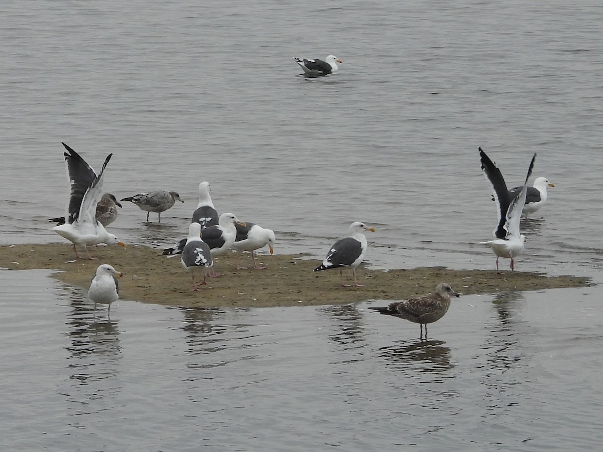 Western Gull - ML641945166