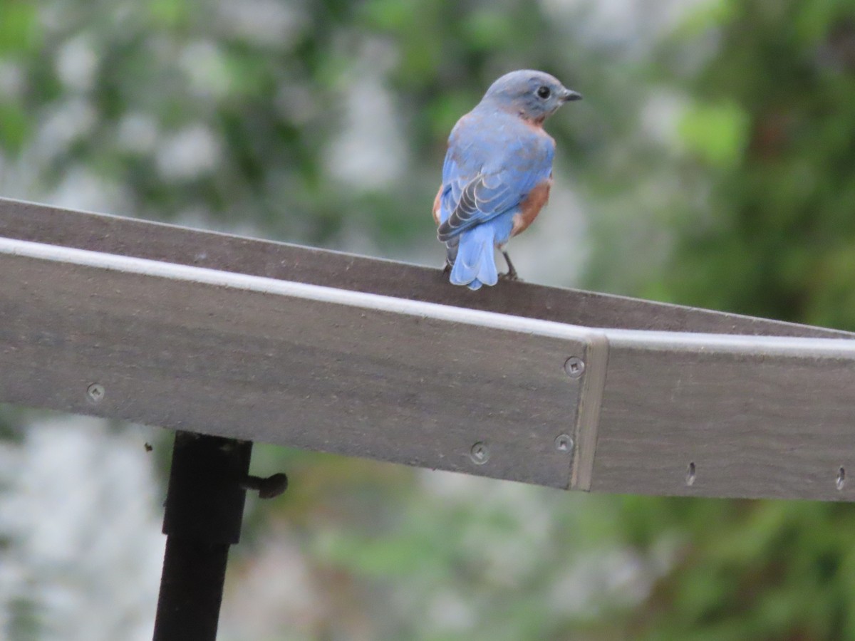 Eastern Bluebird - ML641945171