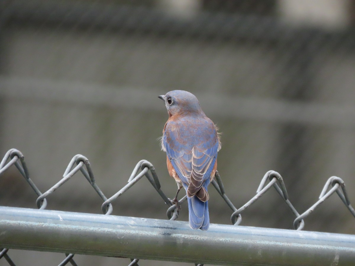 Eastern Bluebird - ML641945172
