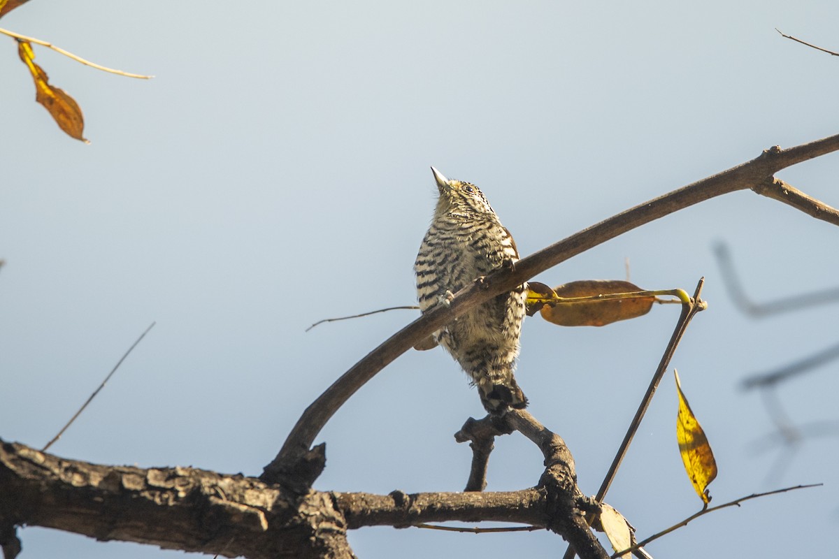 Carpinterito Variable - ML641945173
