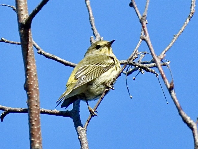 Cape May Warbler - ML641945176