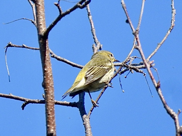Cape May Warbler - ML641945178