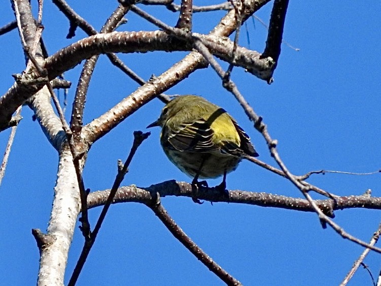 Cape May Warbler - ML641945179