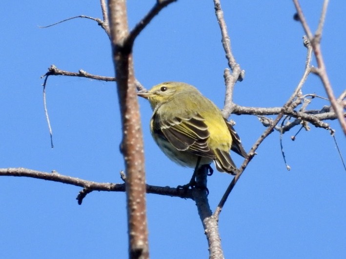 Cape May Warbler - ML641945180
