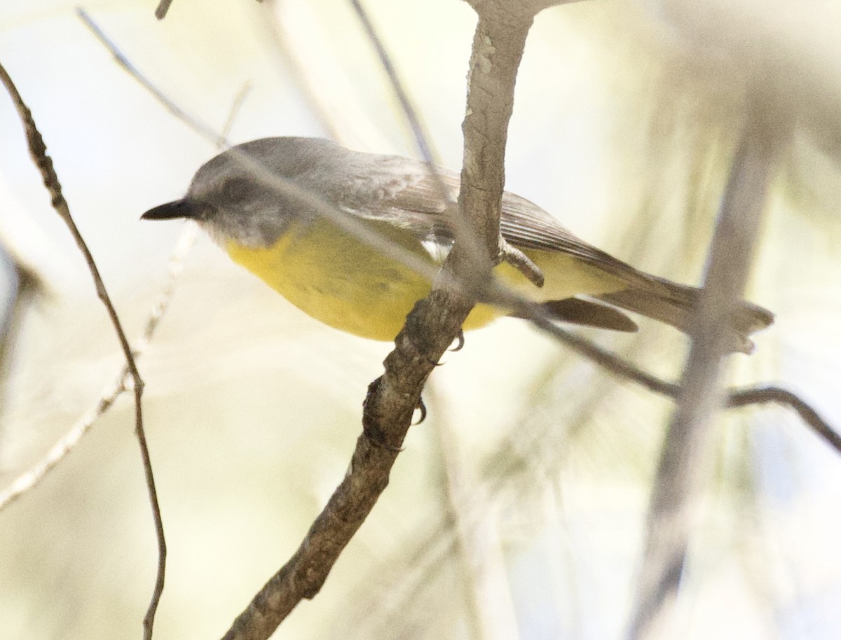 Eastern Yellow Robin - ML641945182