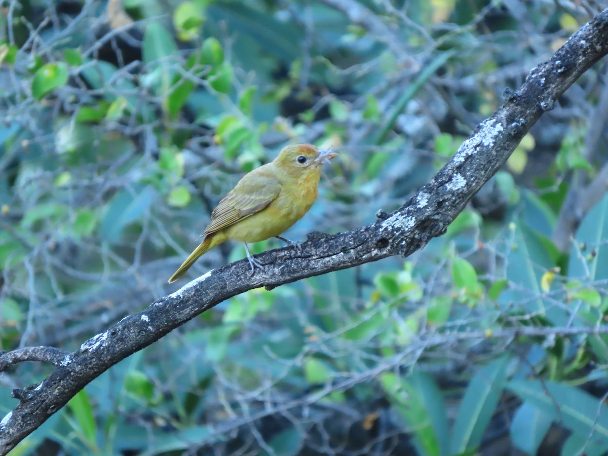 Summer Tanager - ML641945190