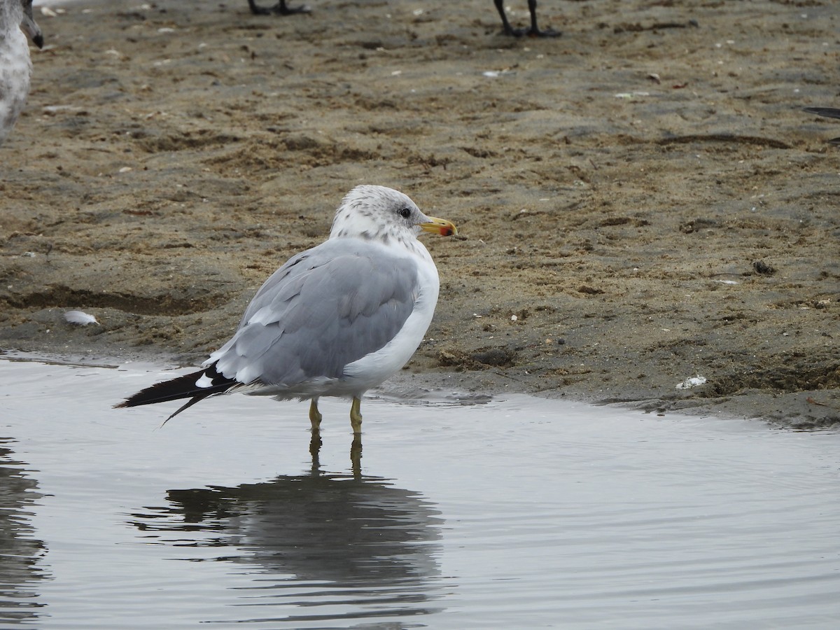 California Gull - ML641945192