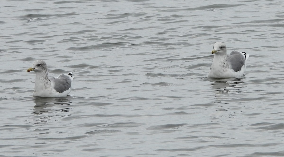 California Gull - ML641945197