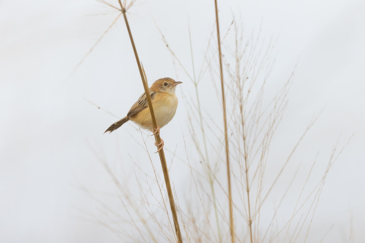 Golden-headed Cisticola - ML641945200