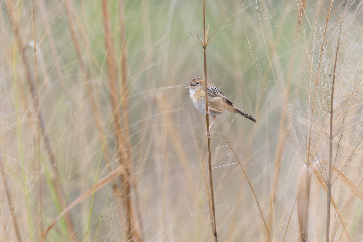 Golden-headed Cisticola - ML641945201