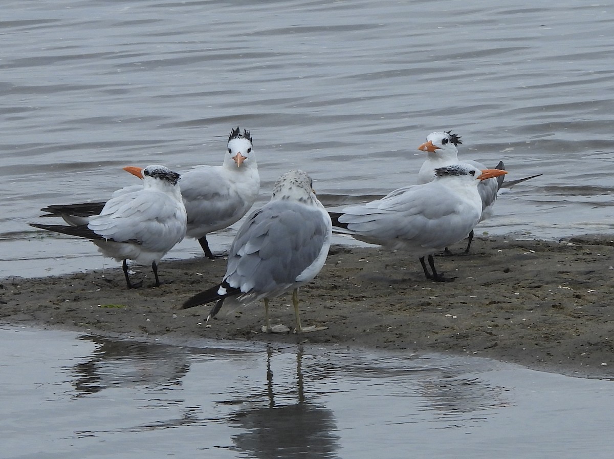 Royal Tern - ML641945214