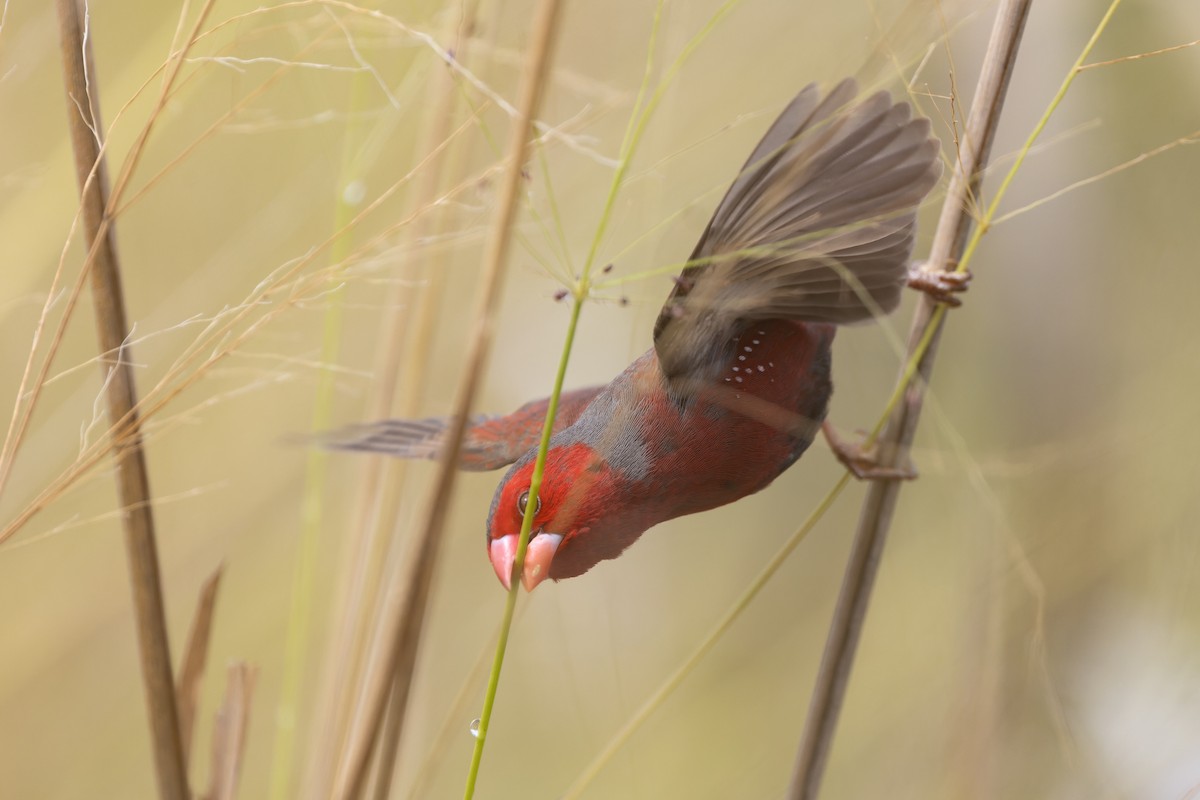 Crimson Finch (Black-bellied) - ML641945222