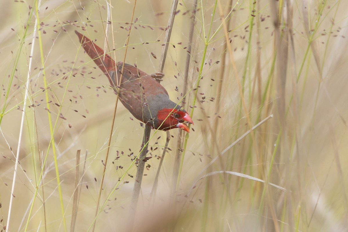 Crimson Finch (Black-bellied) - ML641945225