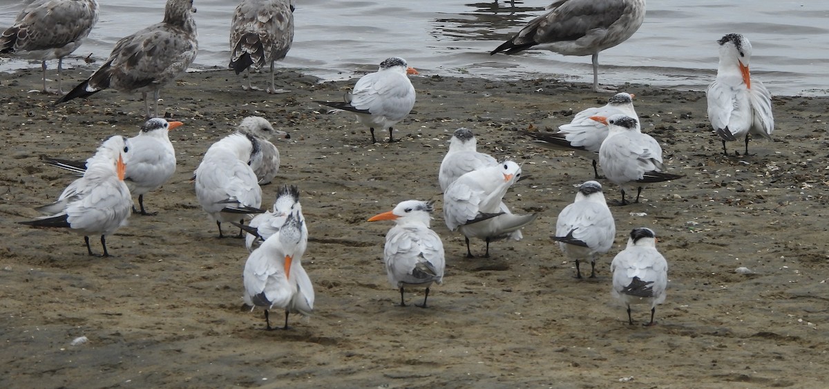 Royal Tern - ML641945229