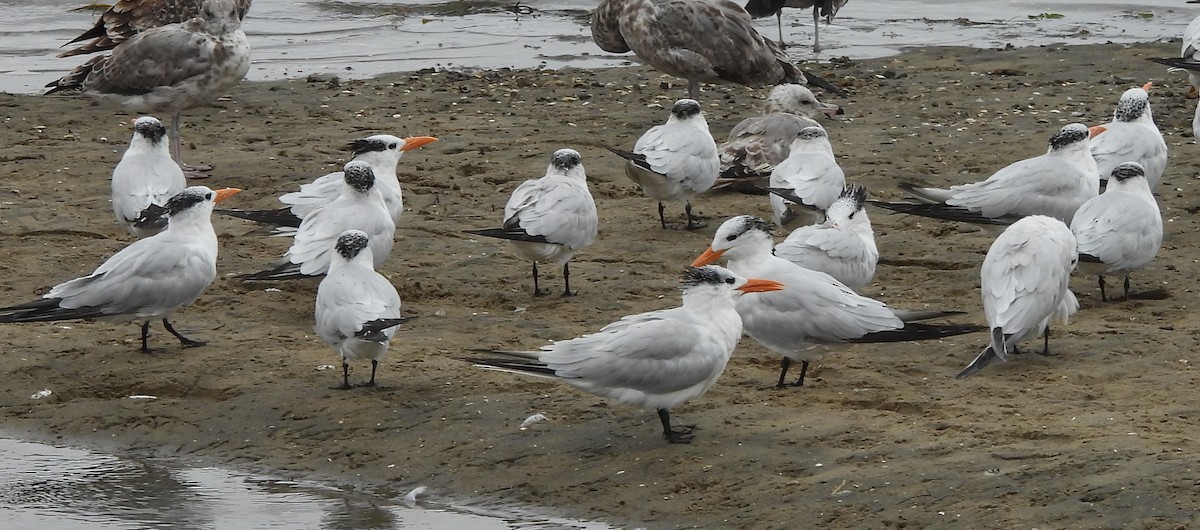 Royal Tern - ML641945258
