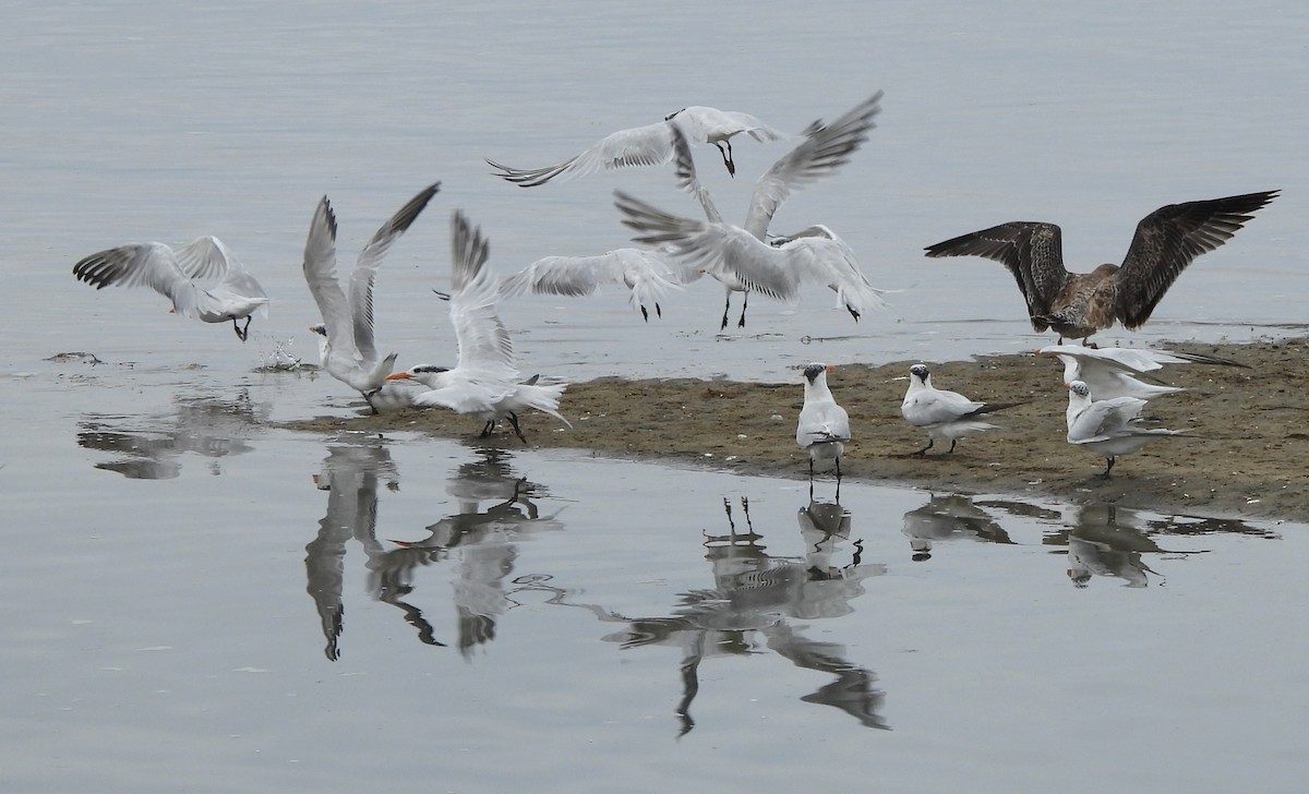 Royal Tern - ML641945293