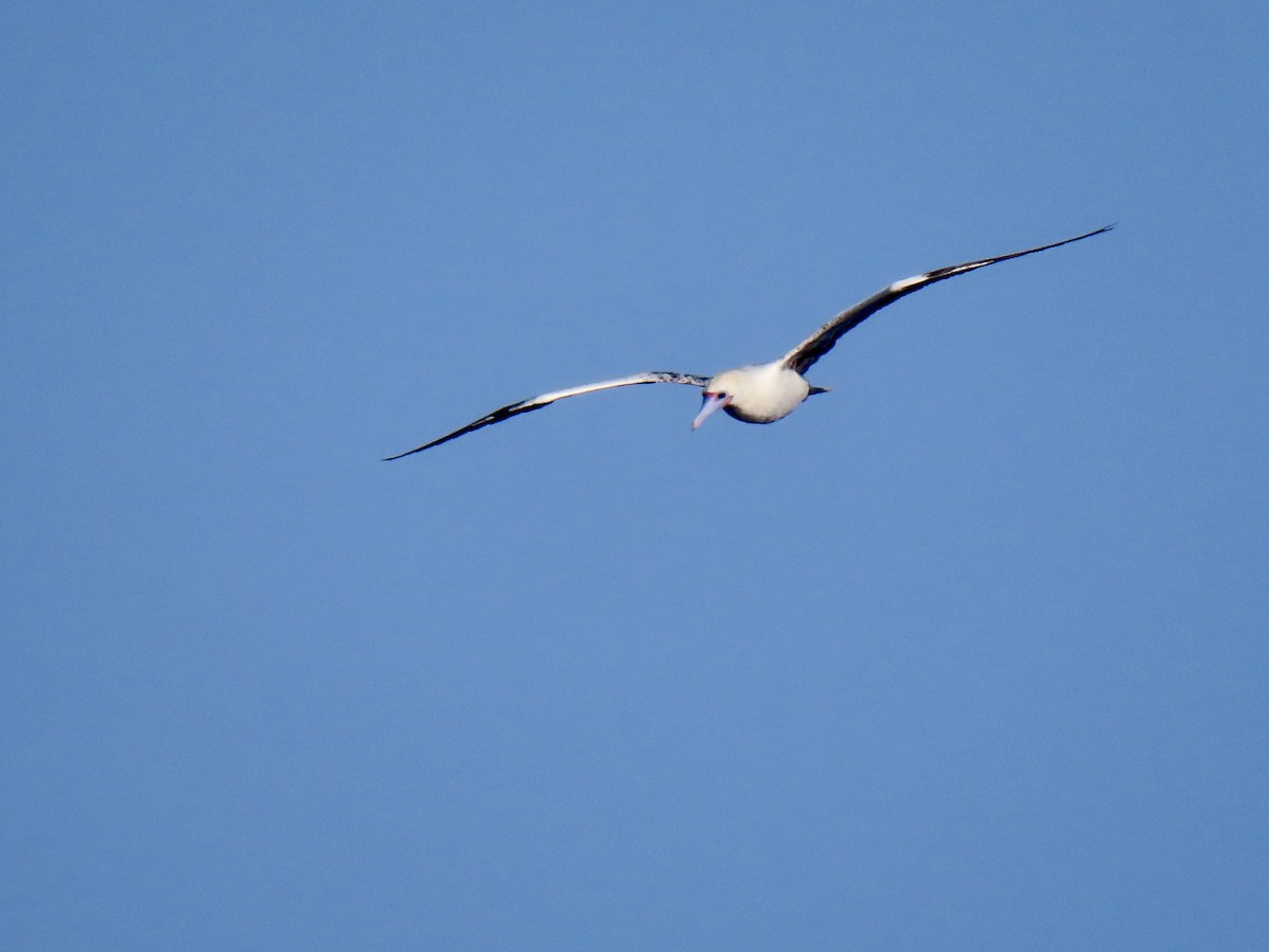 紅腳鰹鳥 - ML641945303