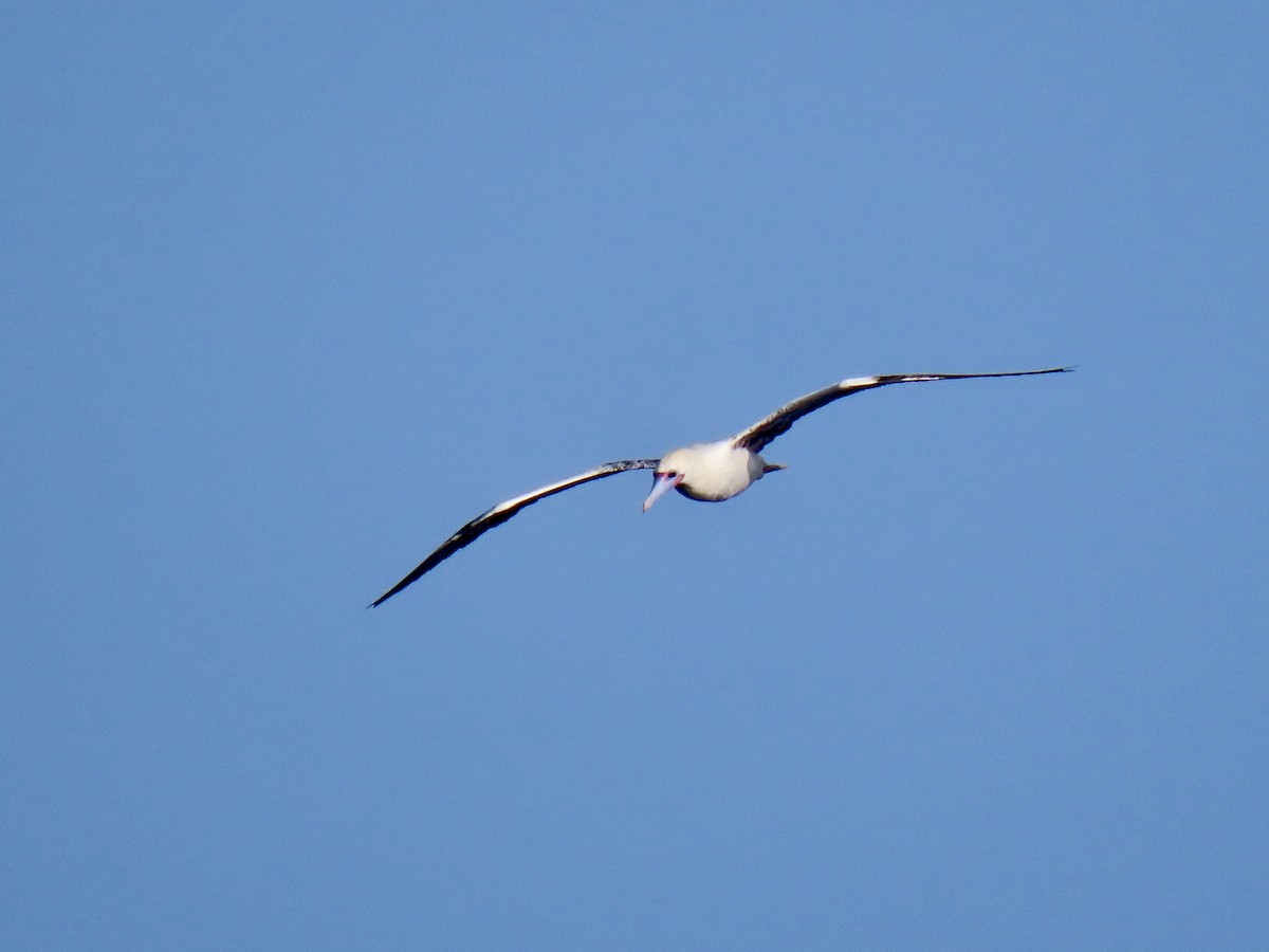 紅腳鰹鳥 - ML641945304