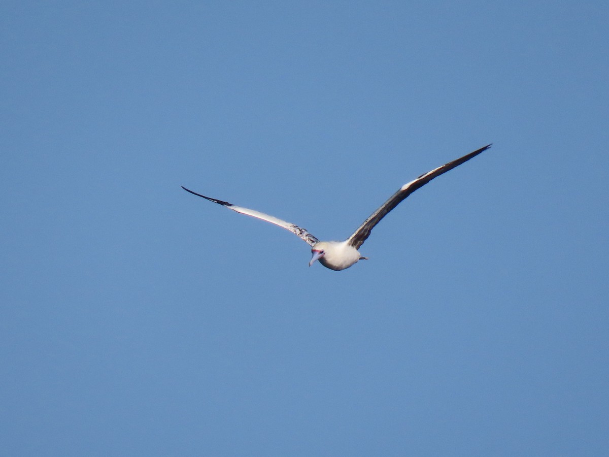 紅腳鰹鳥 - ML641945306