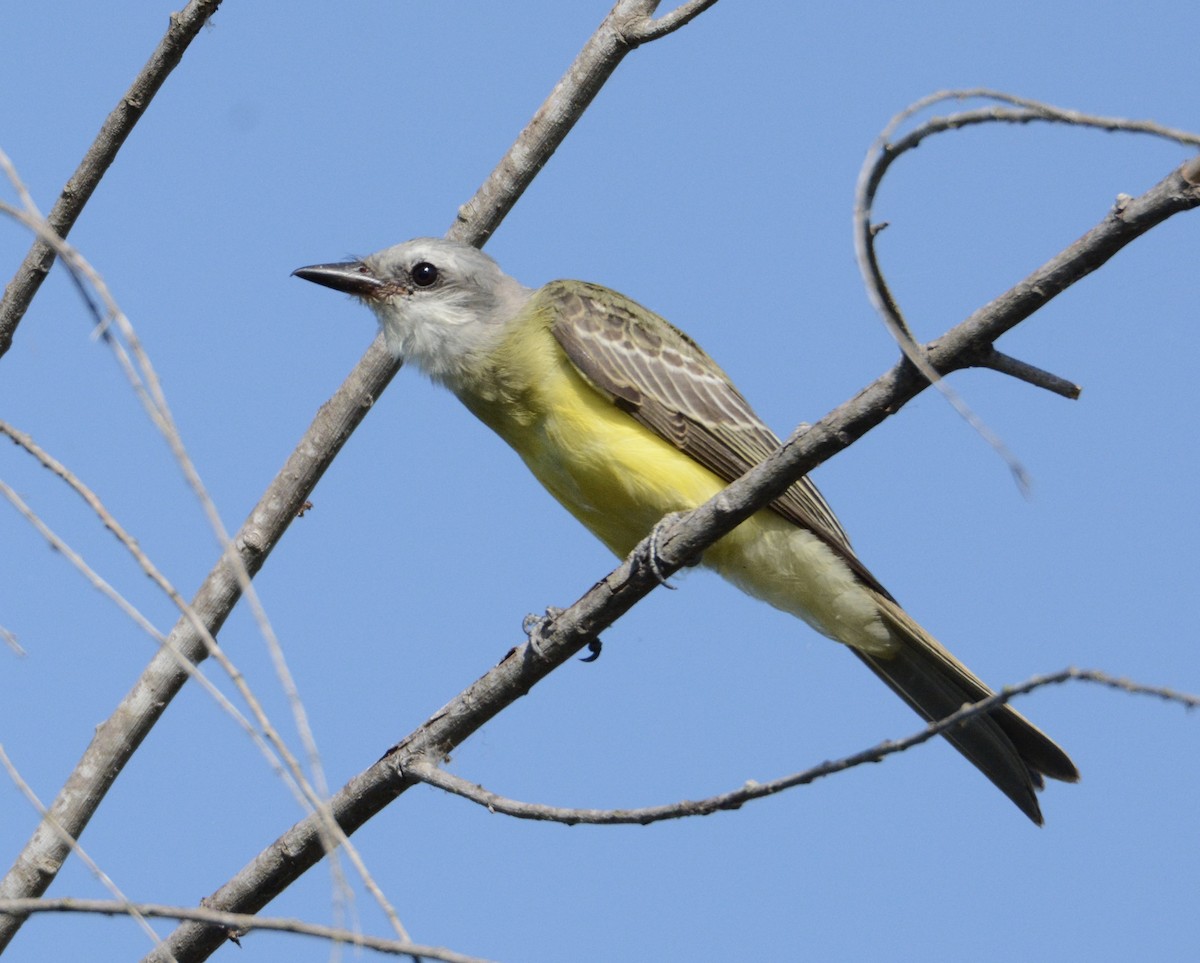 Couch's Kingbird - ML64194531