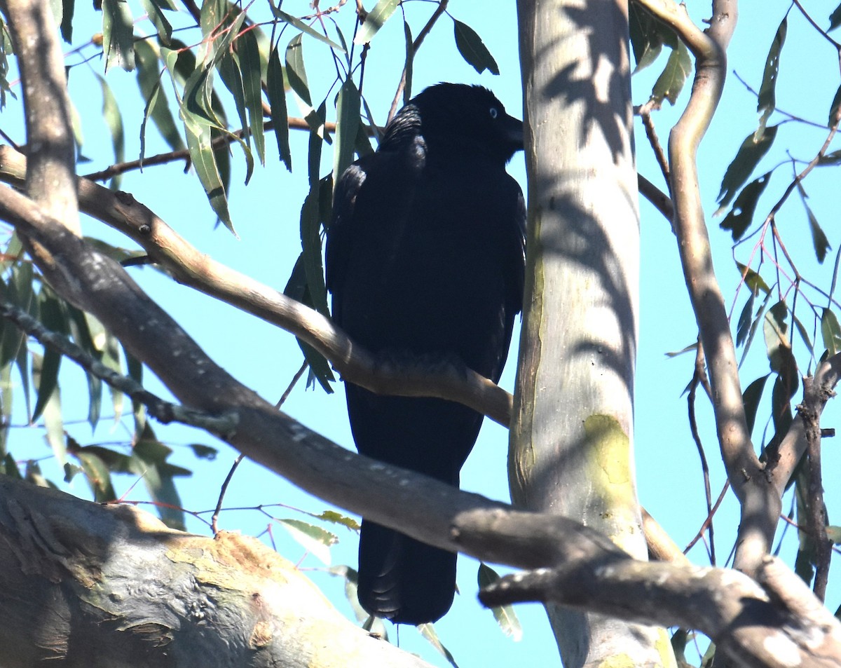 Torresian Crow - ML641945315