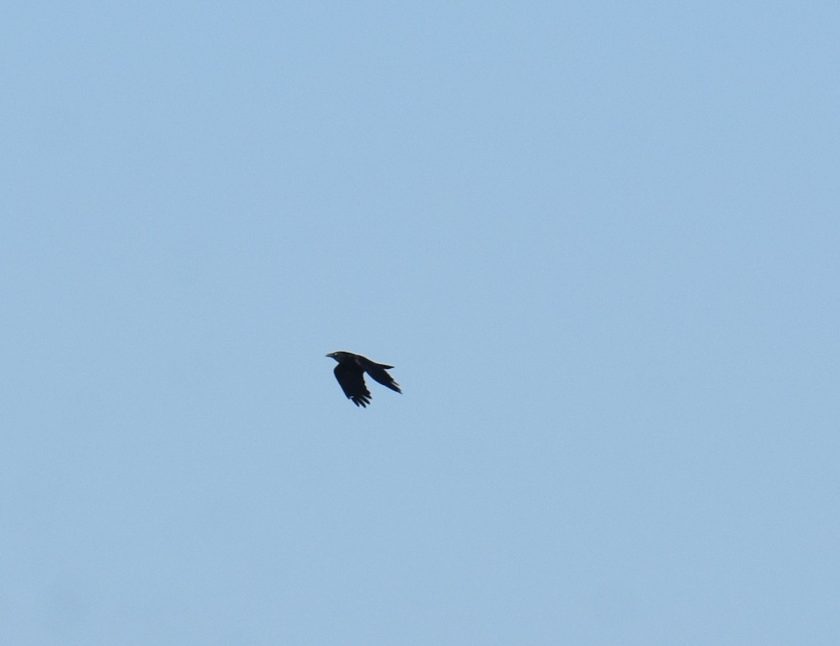 Torresian Crow - ML641945318