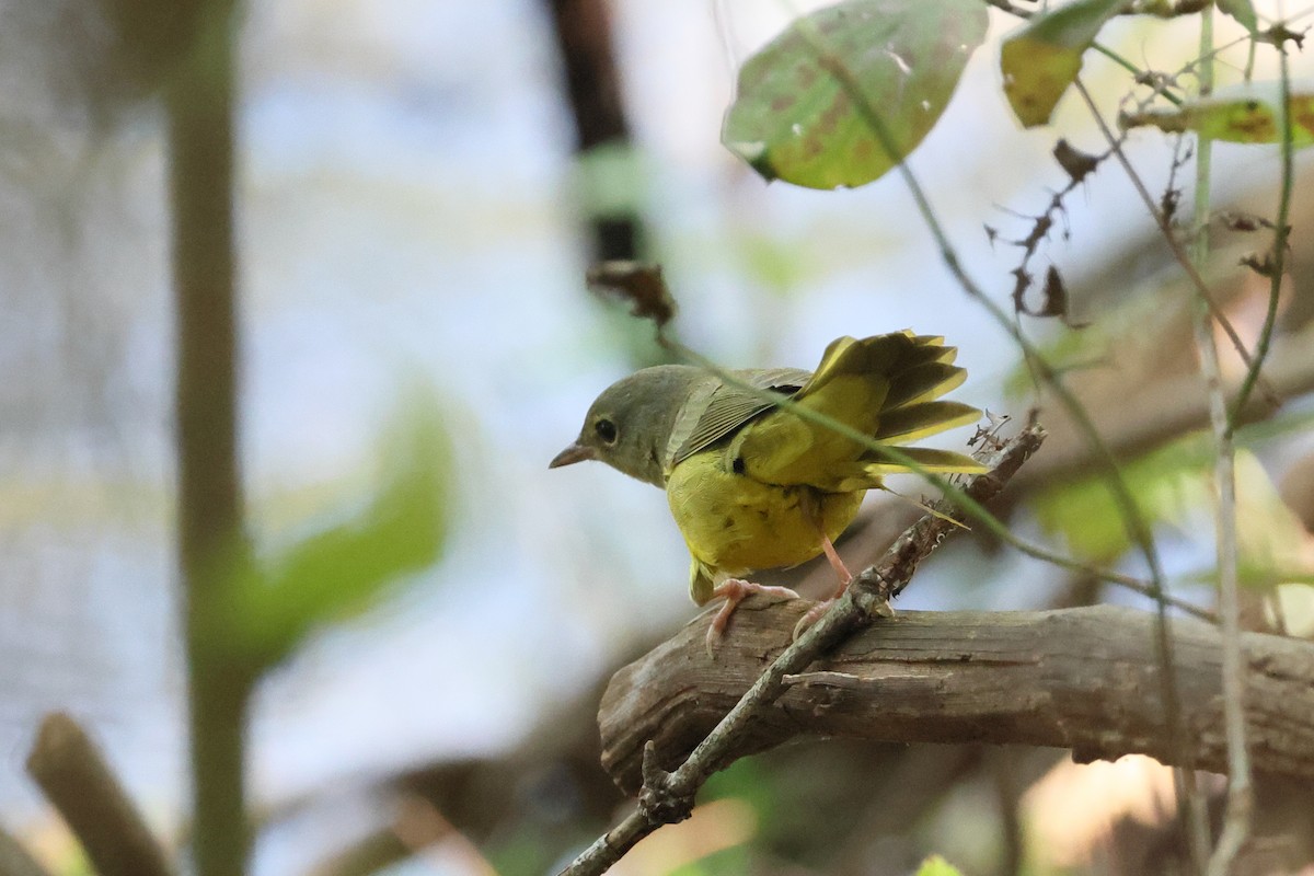 Mourning Warbler - ML641945319