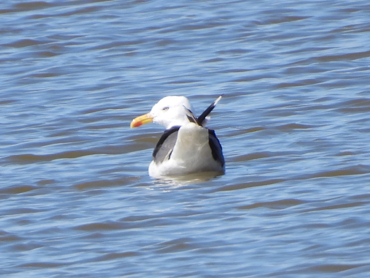 Gaviota Sombría - ML641945340