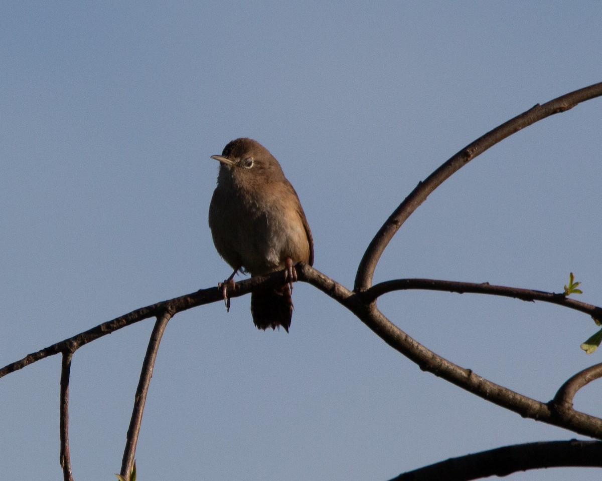 Southern House Wren - ML641945349