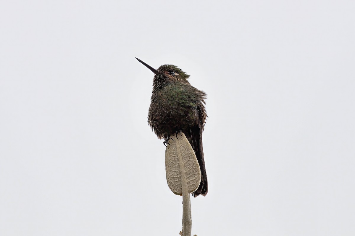 Tyrian Metaltail - ML641945354
