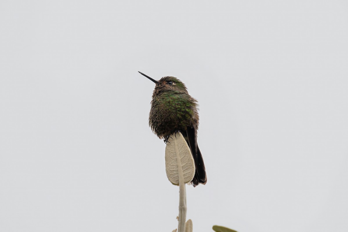 Tyrian Metaltail - ML641945355