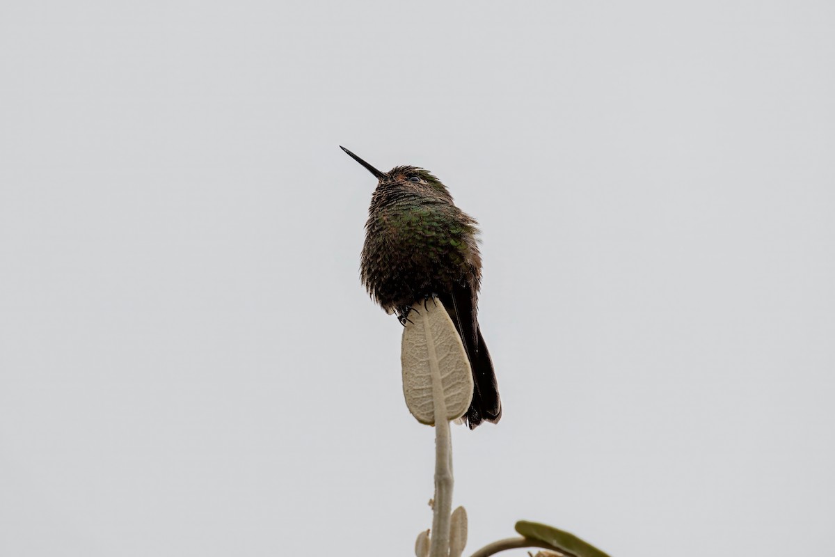 Tyrian Metaltail - ML641945356