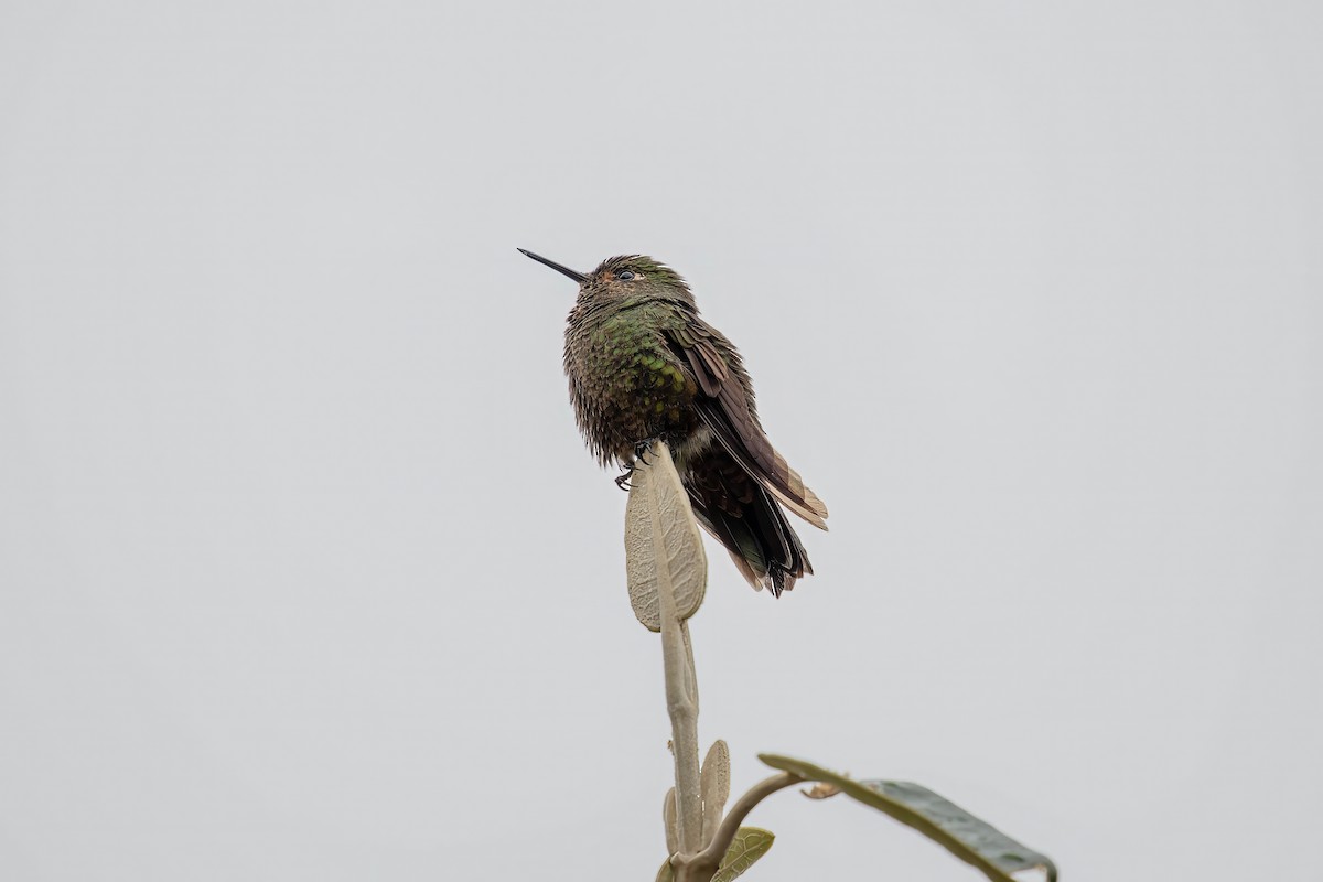 Tyrian Metaltail - ML641945357