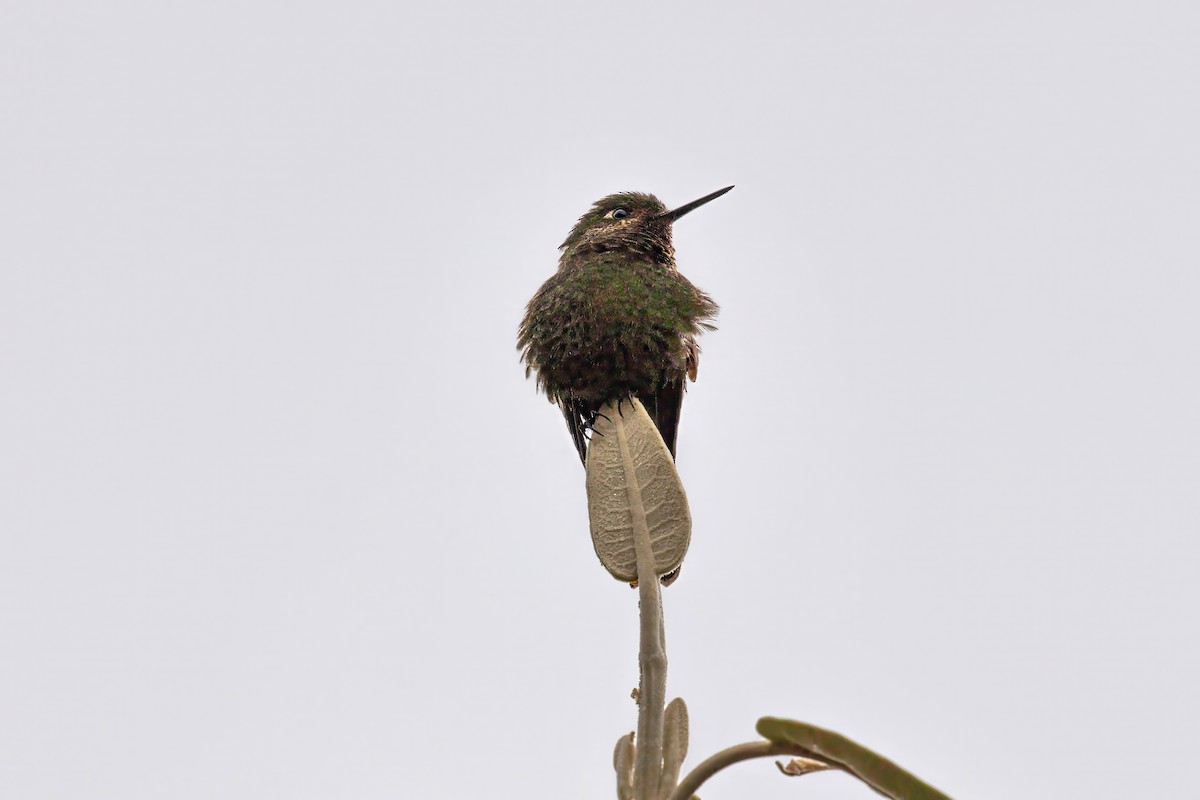 Tyrian Metaltail - ML641945358