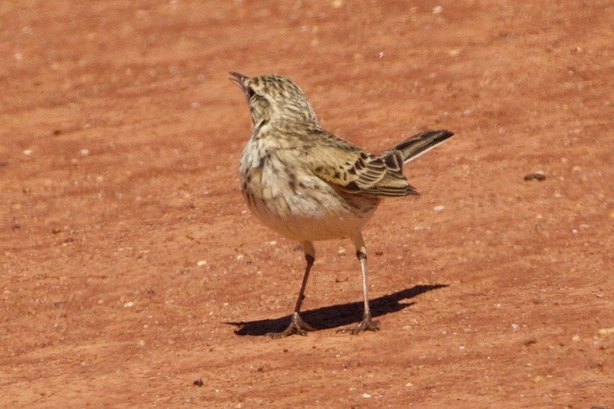 Australian Pipit - ML641945359