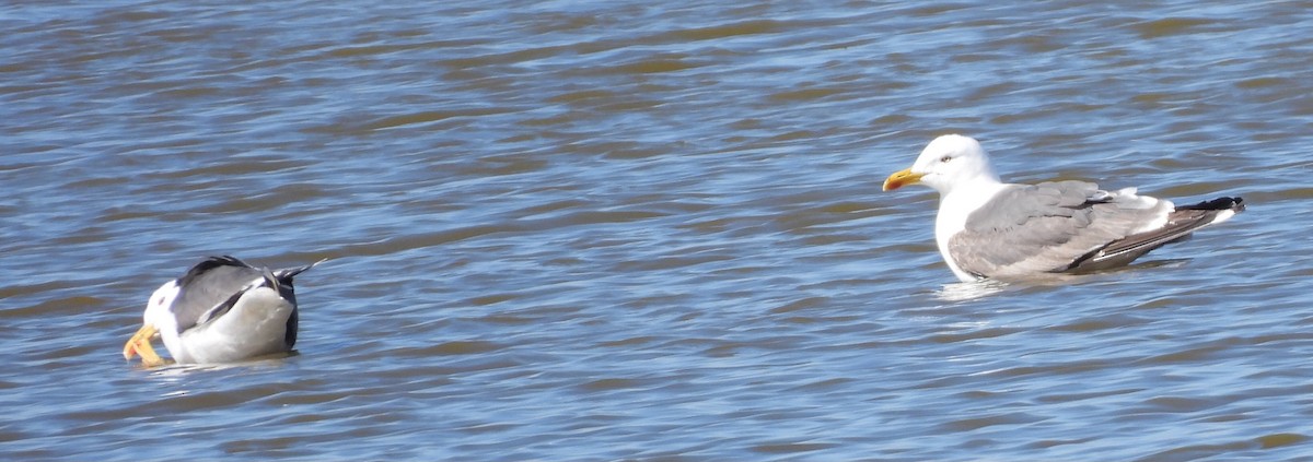 Gaviota Sombría - ML641945360