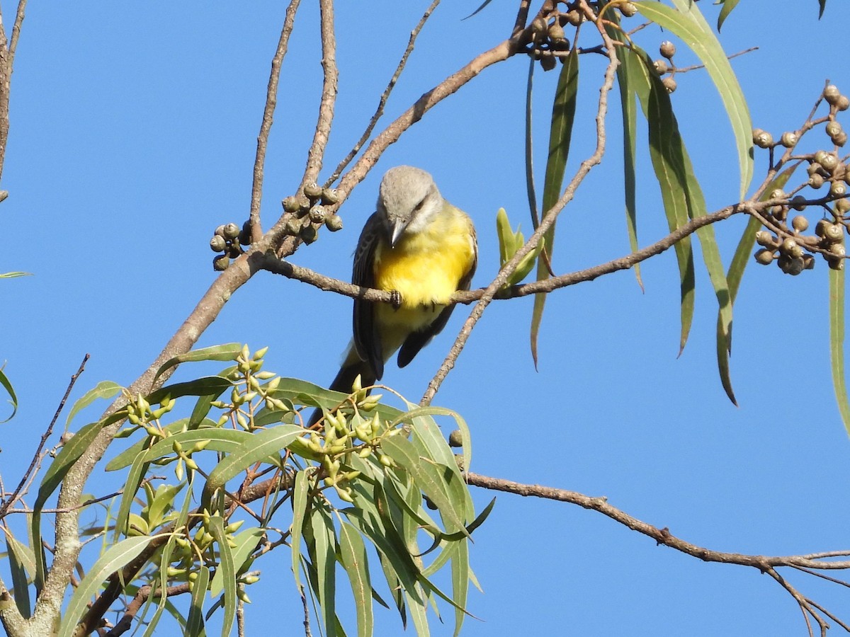 Tropical Kingbird - ML641945375
