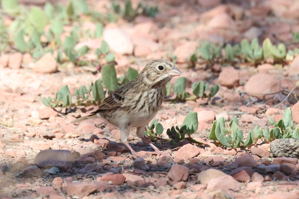 Vesper Sparrow - ML641945397