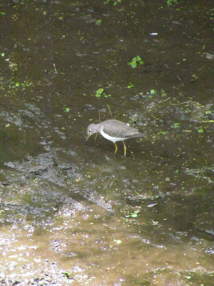 Solitary Sandpiper - ML641945422