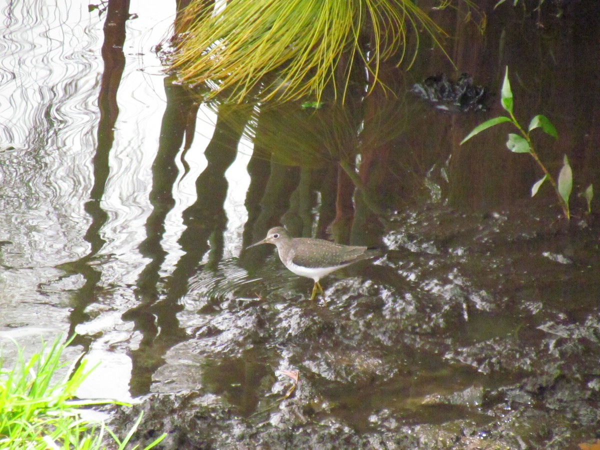 Solitary Sandpiper - ML641945423