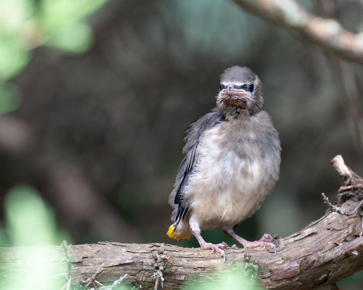 Cedar Waxwing - ML641945438