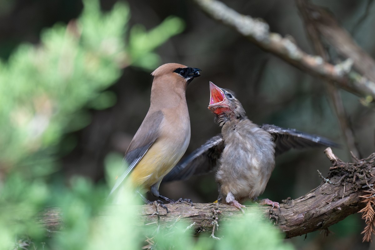 Cedar Waxwing - ML641945440