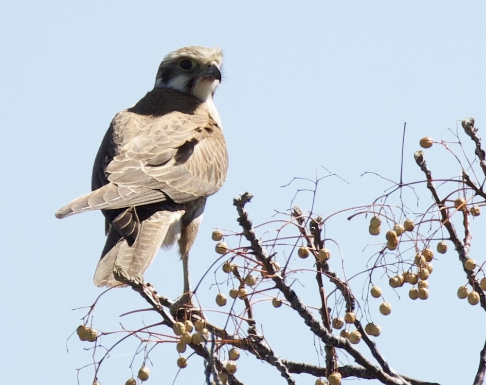 Brown Falcon - ML641945443