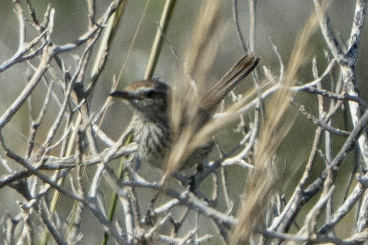 Rufous Fieldwren - ML641945459