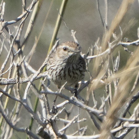 Rufous Fieldwren - ML641945460