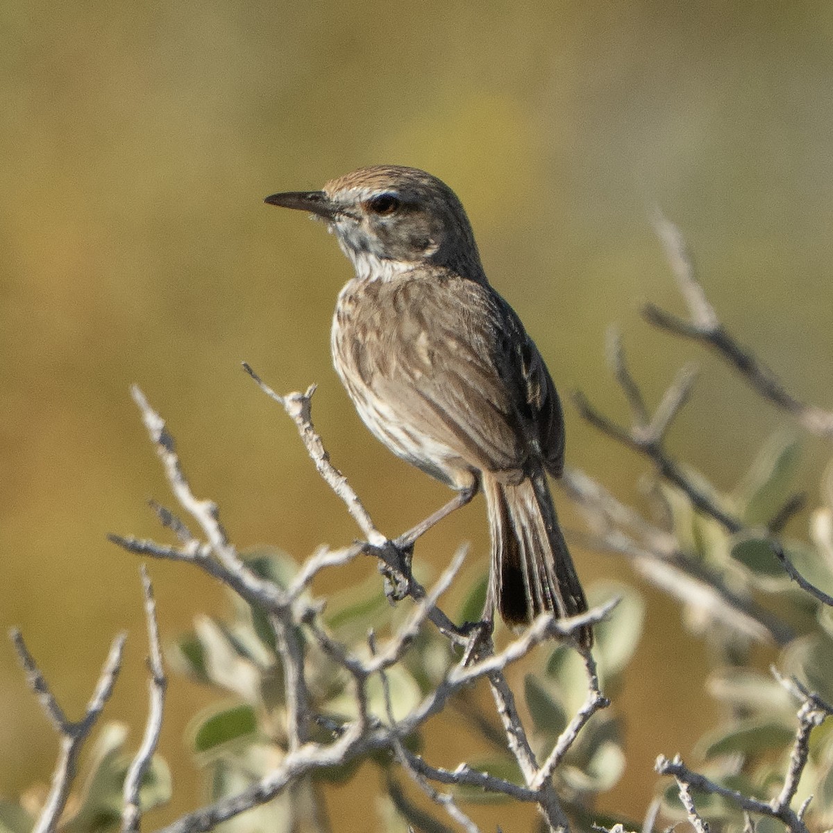 Rufous Fieldwren - ML641945461
