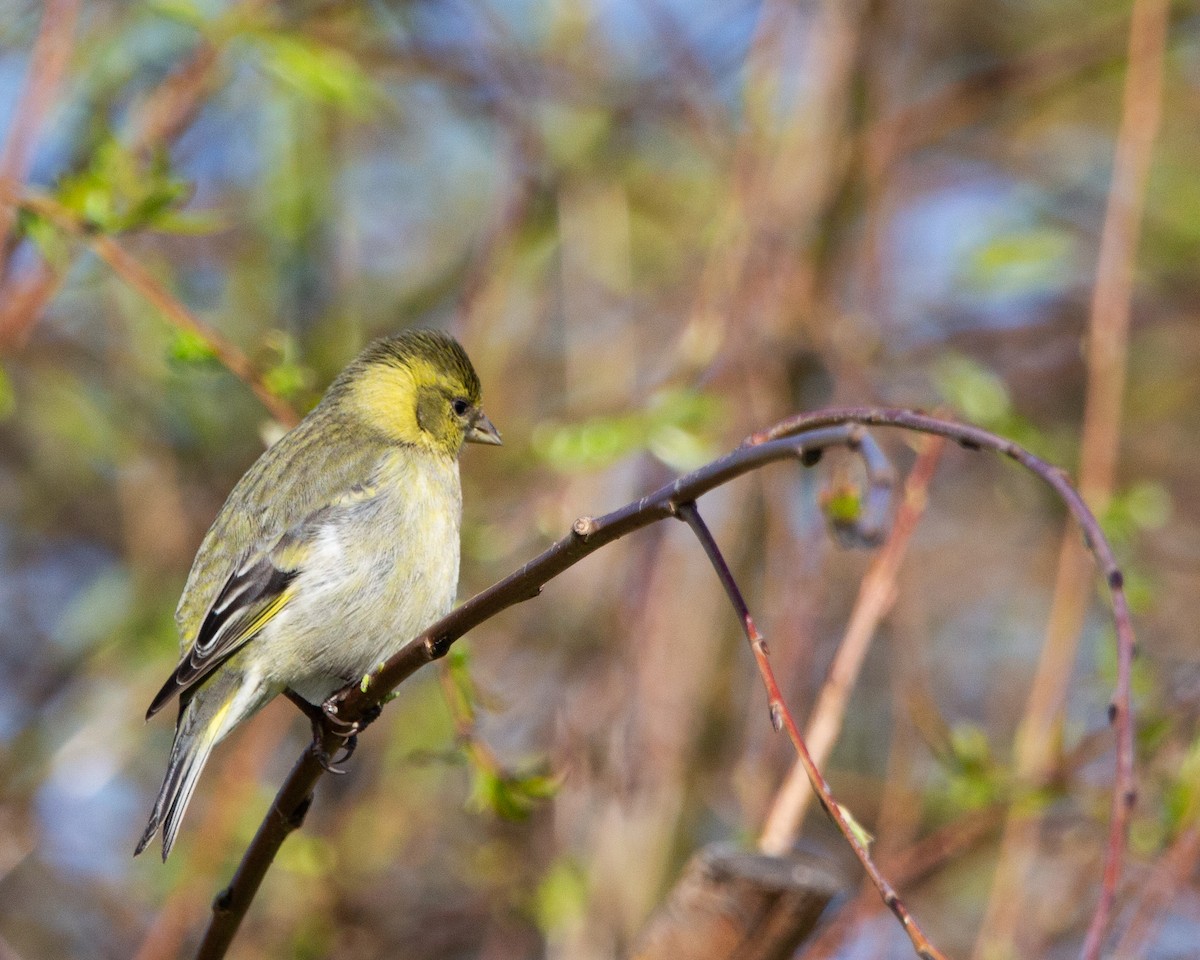 Black-chinned Siskin - ML641945472