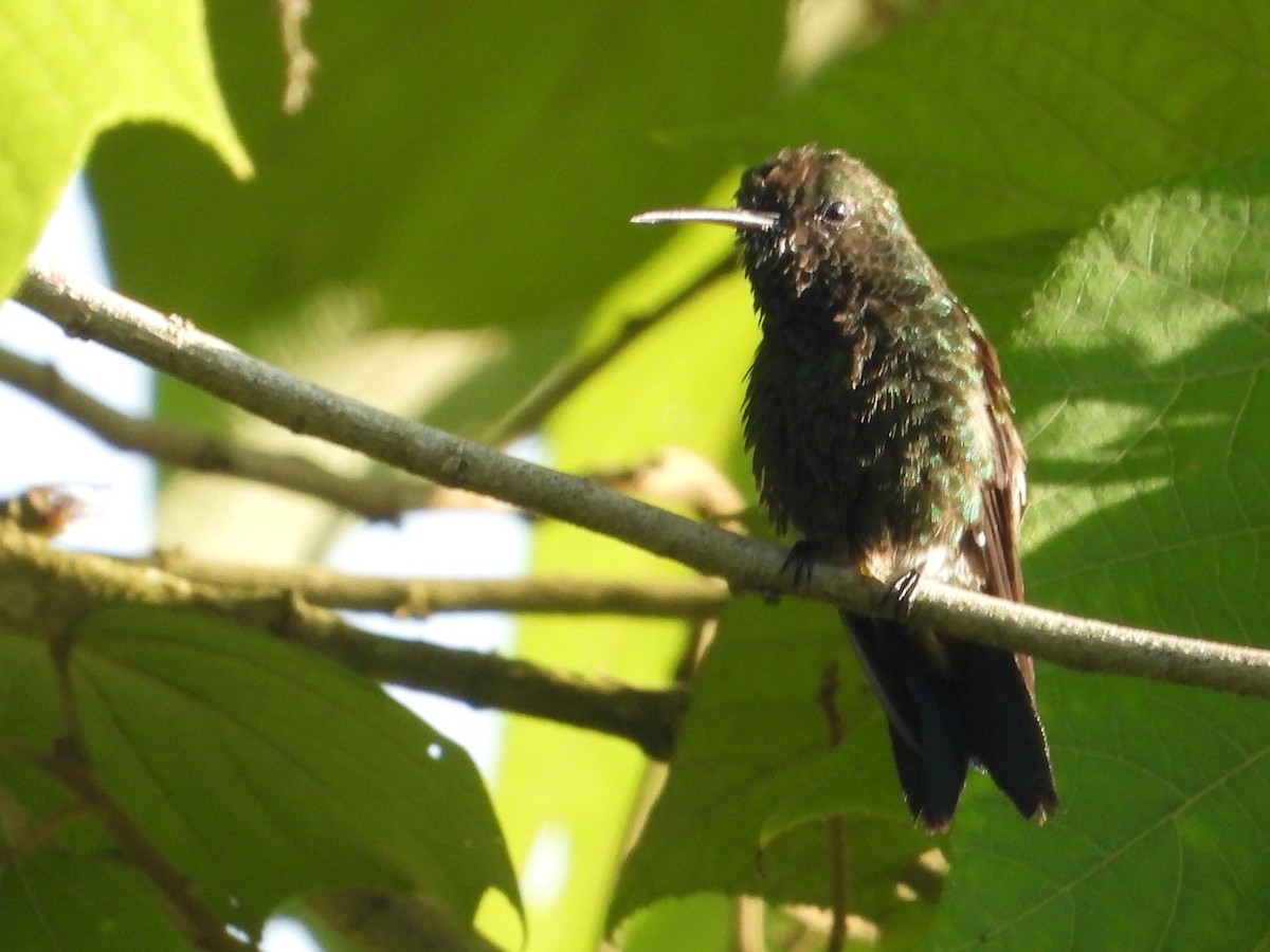 Copper-rumped Hummingbird - ML641945475