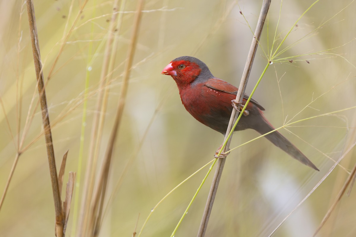 Crimson Finch (Black-bellied) - ML641945484